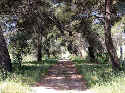 Decidiamo di intraprendere il viottolo che si rivela alquanto suggestivo. In alcuni tratti gli alberi laterali filtrano completamente la luce del sole...